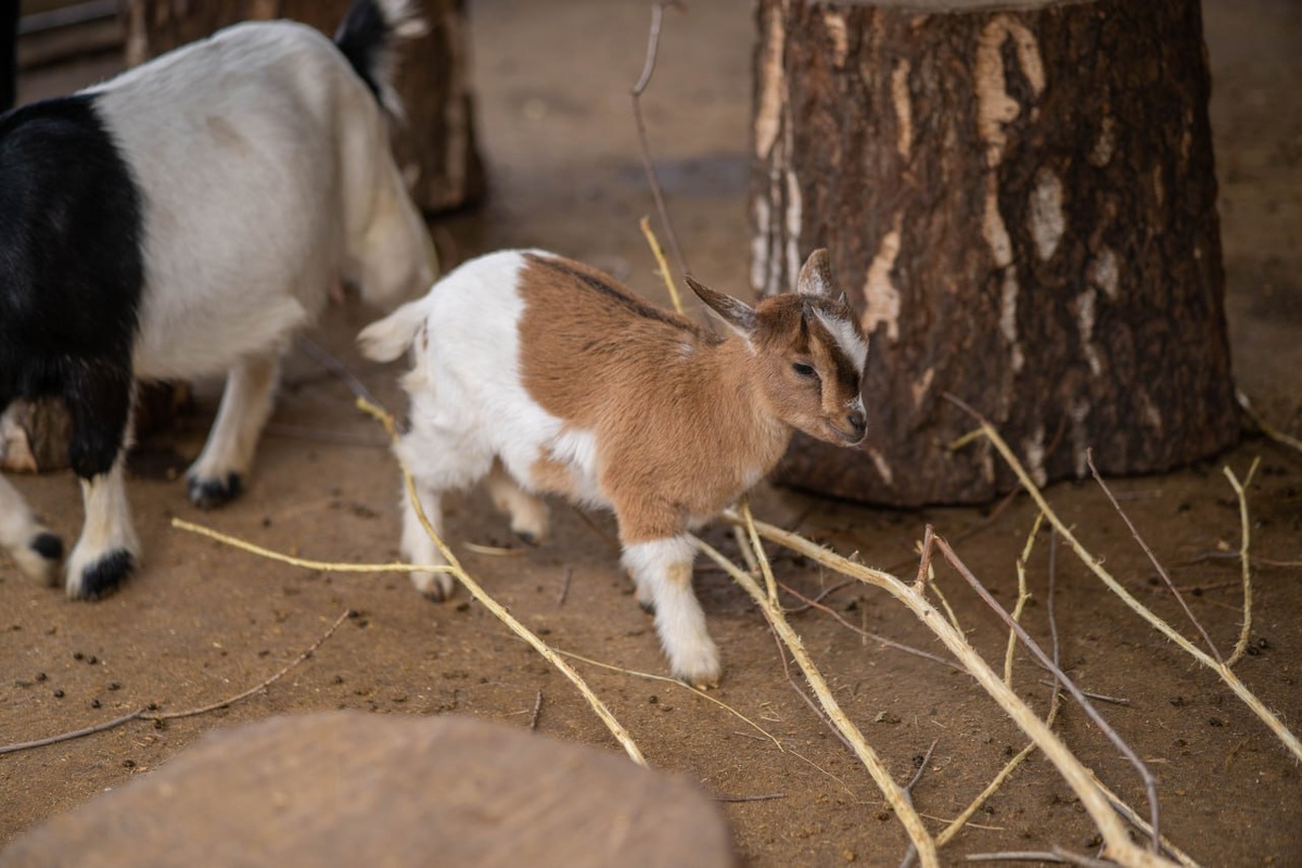    Фото: Фонд им. Р.А. Шило
