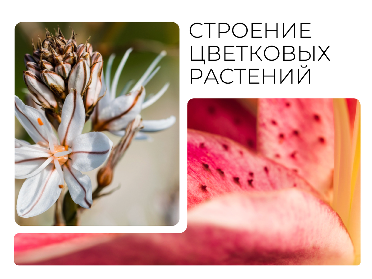 Первый слайд презентации по биологии.