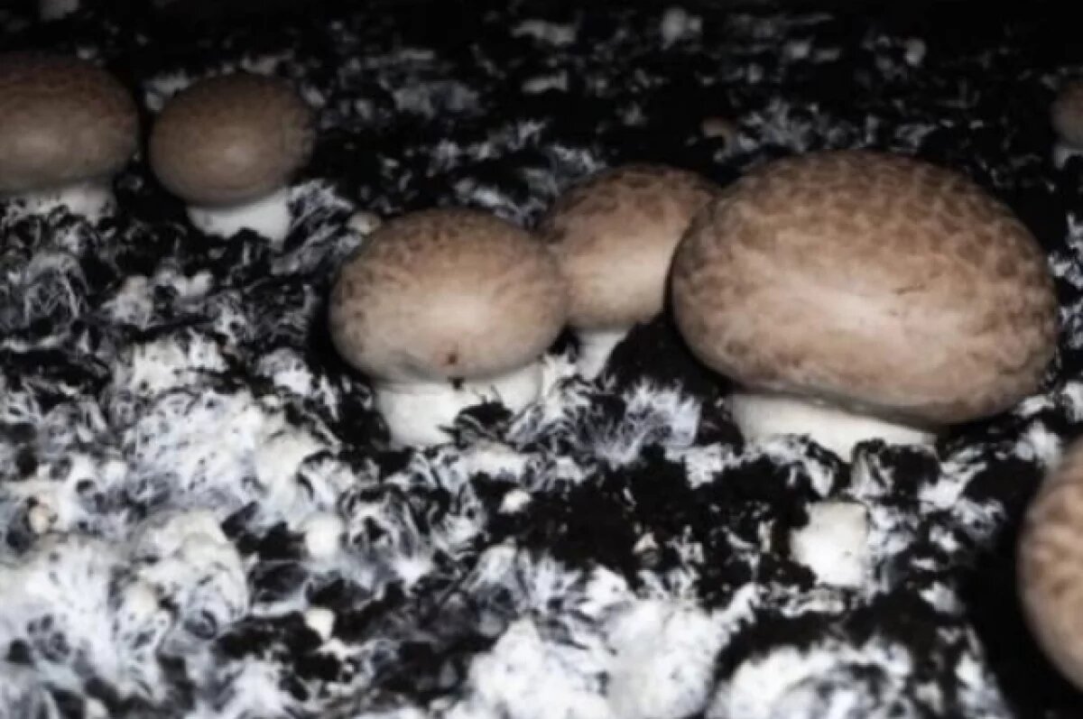    На 40% увеличился экспорт шампиньонной грибницы из Удмуртии в 2025 году