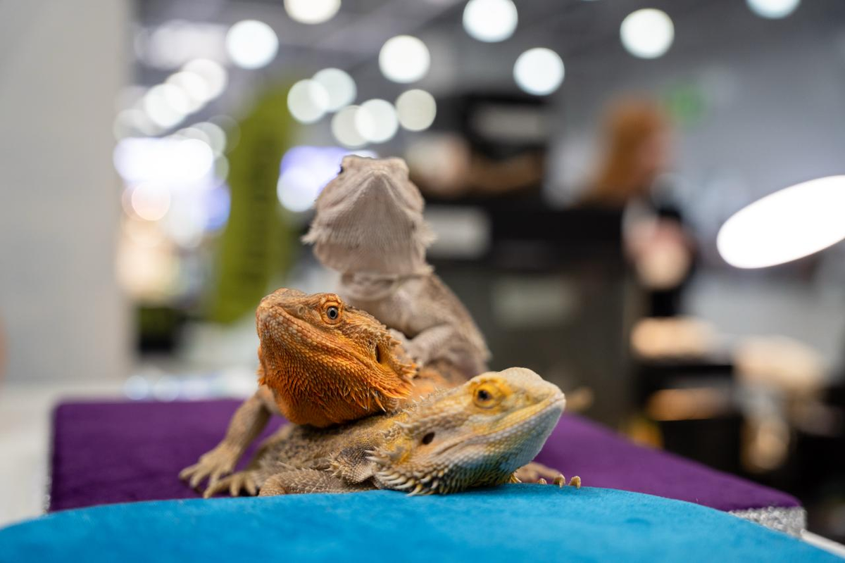 Фото: Александр Плонский / «ВиЖ»