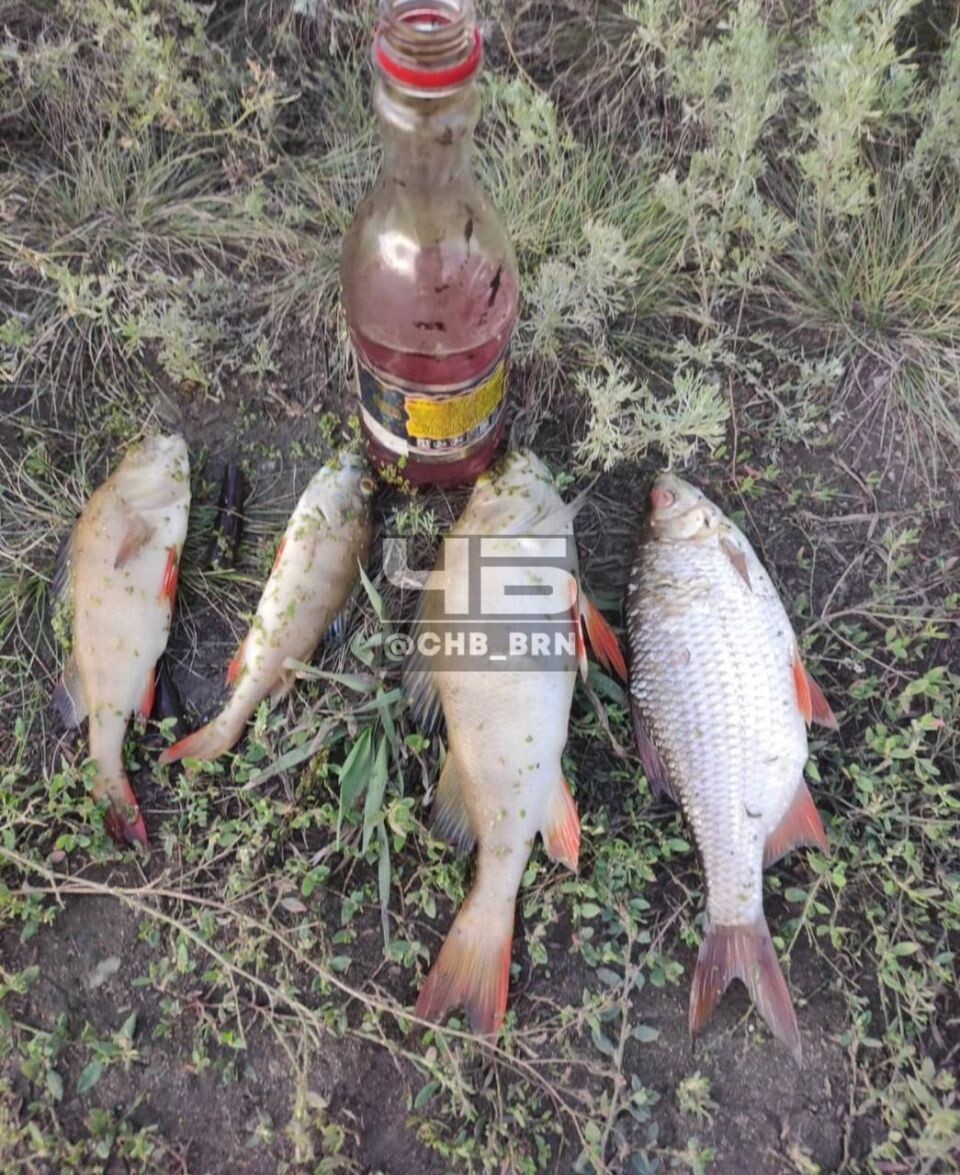    Рыба из реки Кучук. Источник: t.me/chb_brn