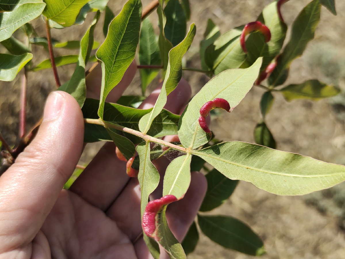 Фисташка туполистная