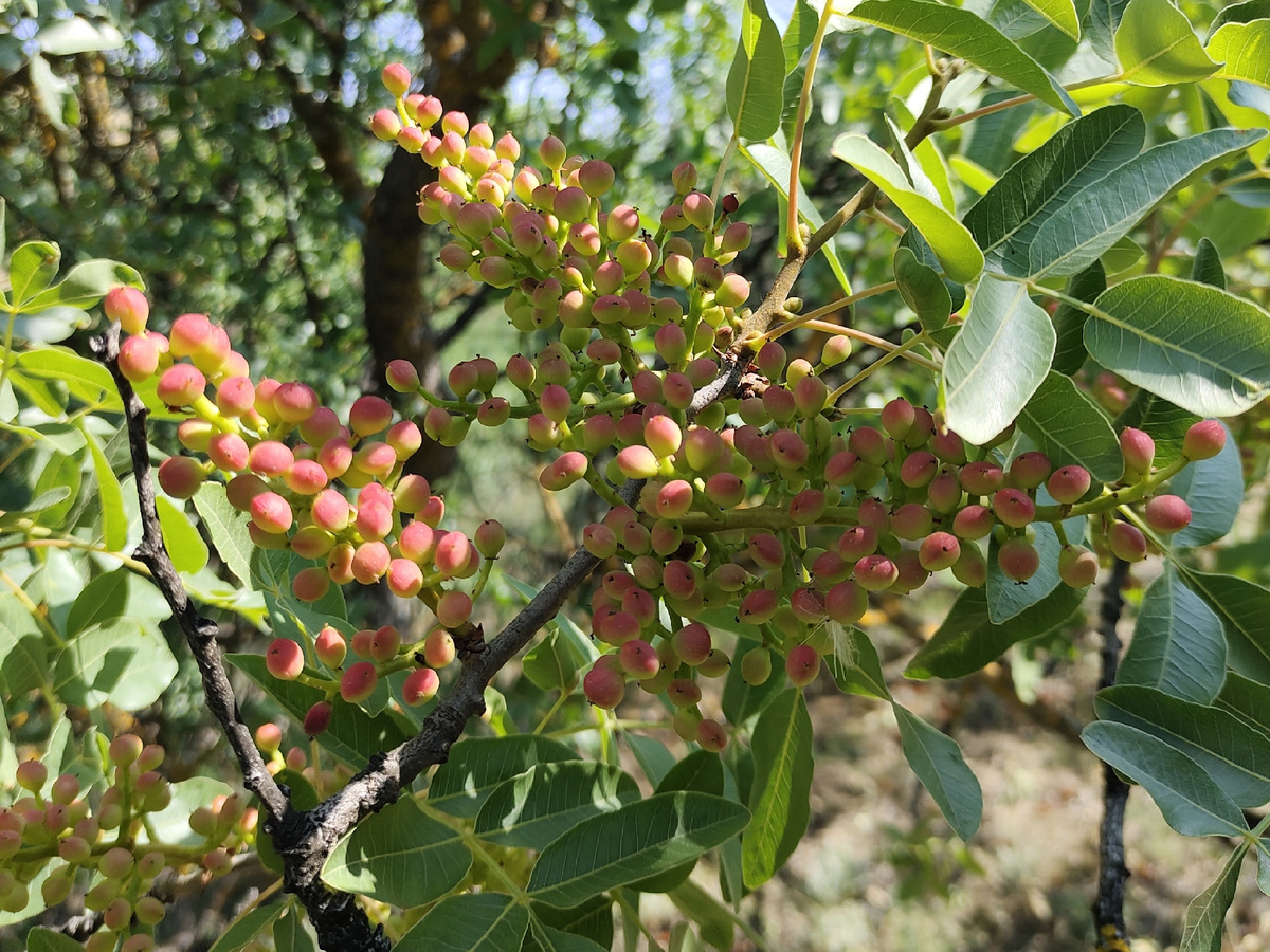 Плоды фисташки туполистной