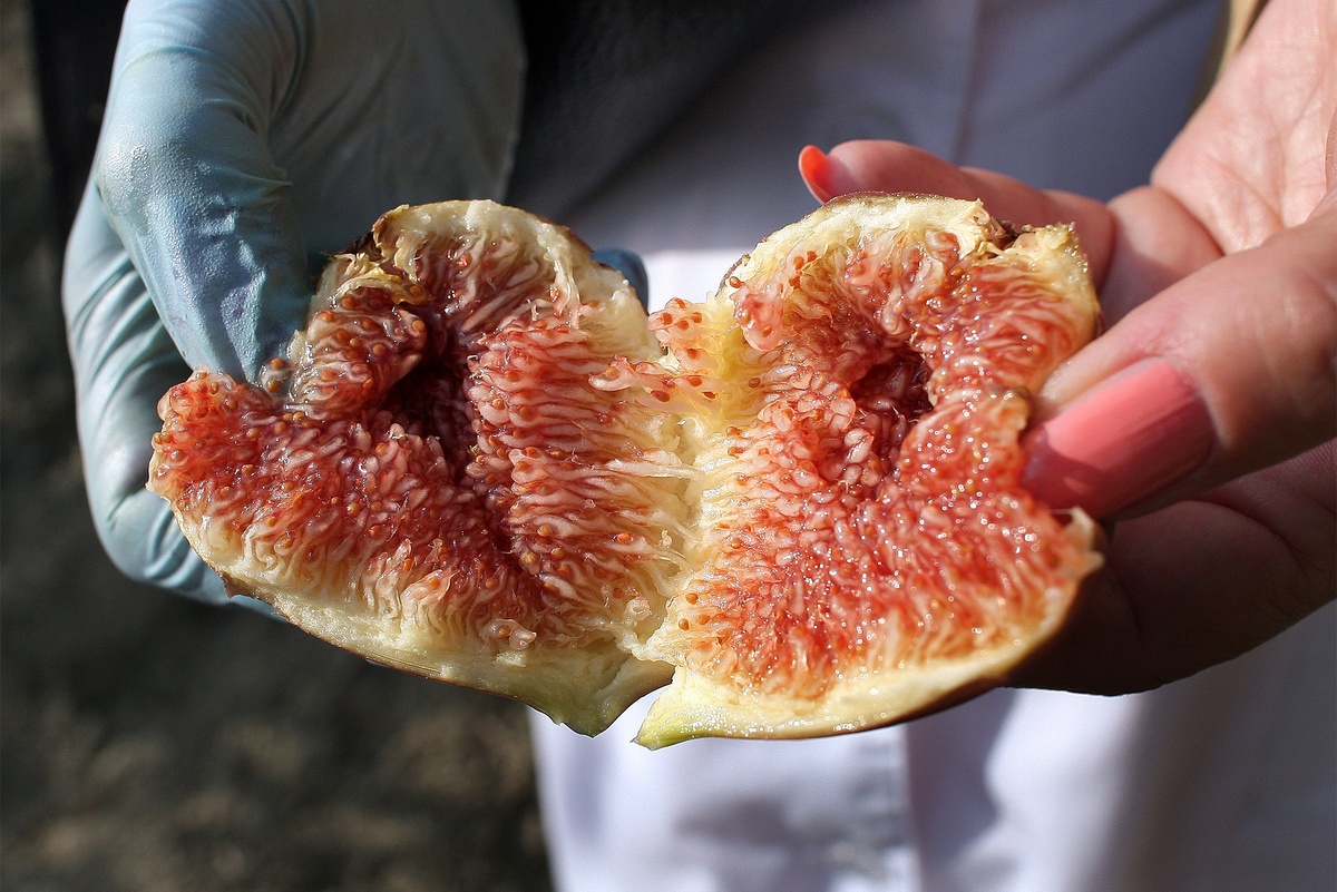    В рационе должен быть как свежий, так и сушеный инжир, если нет противопоказаний. / Фото: РИА Новости