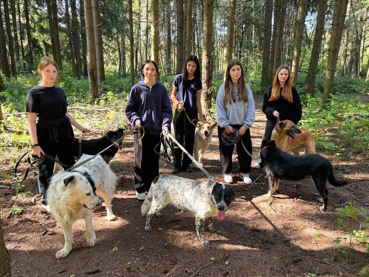 Около приюта сосновый бор, есть где  разгуляться