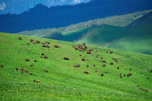 Часть группы зубров на восточном склоне плато Трю, насчитывающей не менее 134 особей