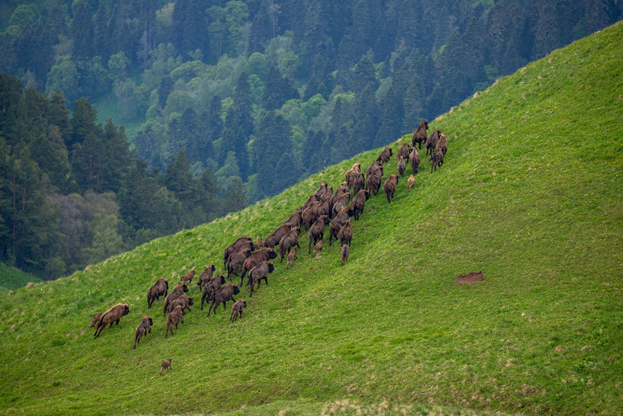 Группа из 53 зубров на склоне горы Дзювя