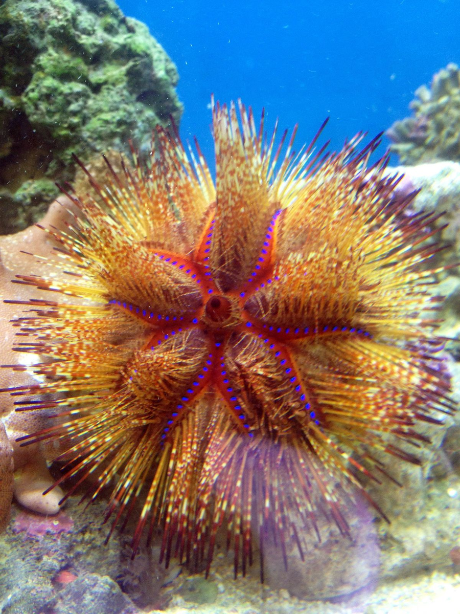 Красавец огненный морской ёж