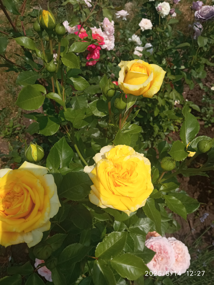 Лемон помпон