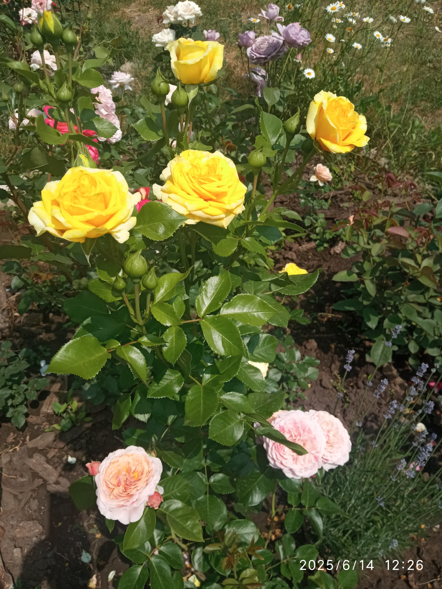 Лемон помпон