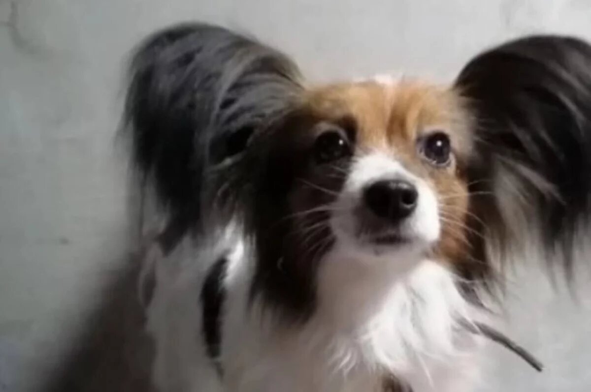    Пропала Шура.