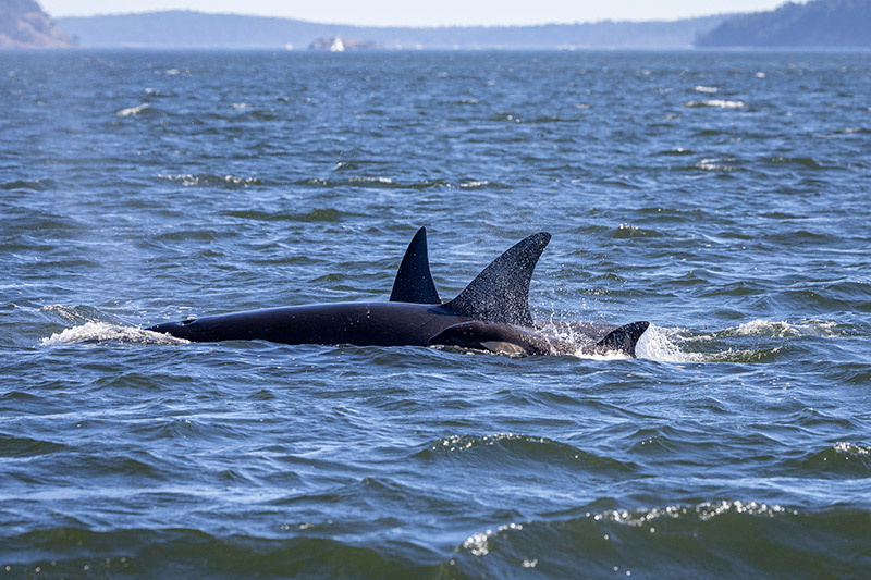    Shutterstock/FOTODOM