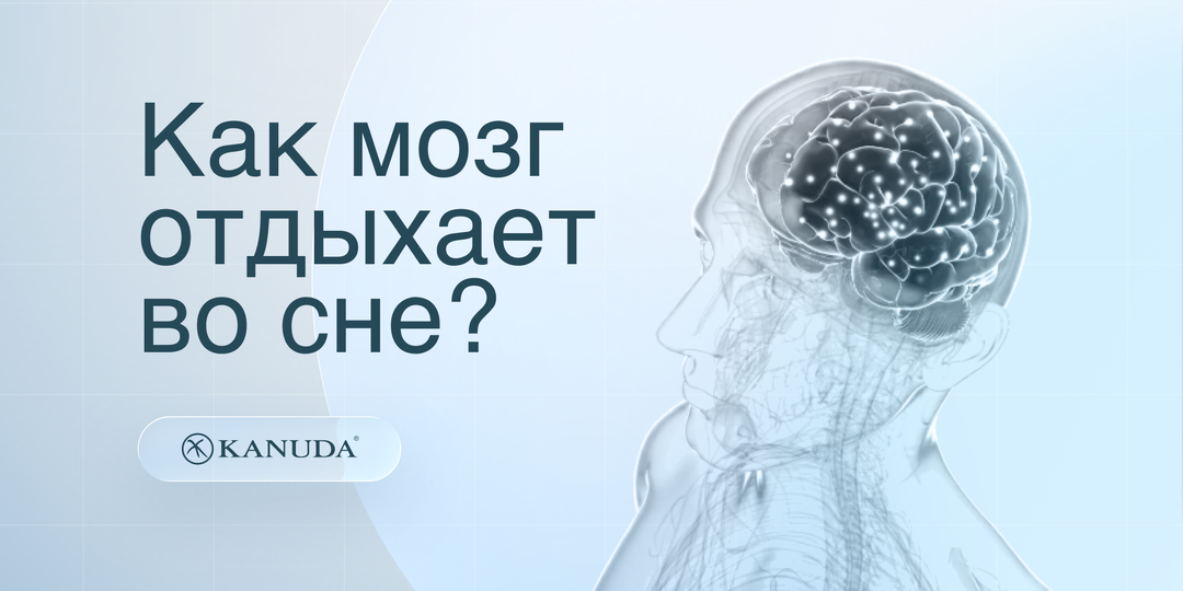 Мозг и сон: как нейроны «перепрошиваюится» на правильной подушке