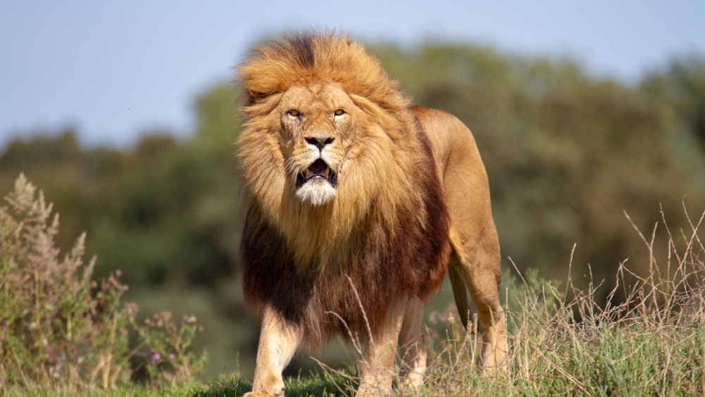     Фото: GoWildPhotography/Shutterstock/FOTODOM