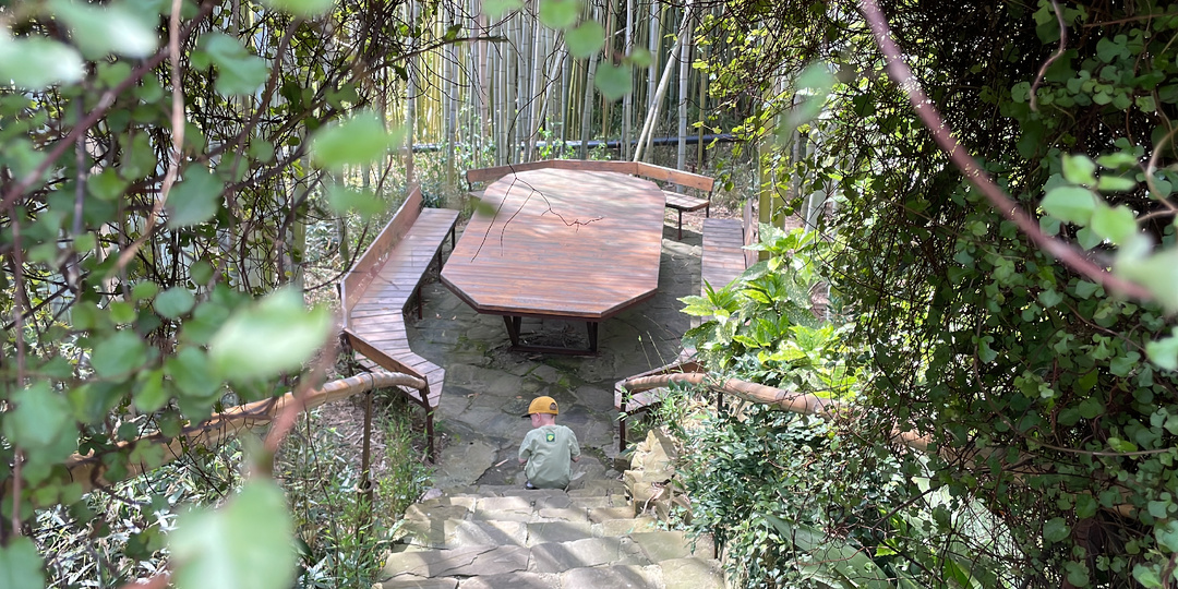 Где отдохнуть в тени в Центральном Сочи? Делюсь самыми красивыми местами.