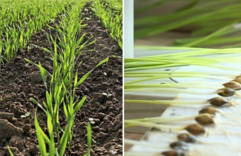    Фото: "Россельхозцентр" по Ростовской Веселовские вести