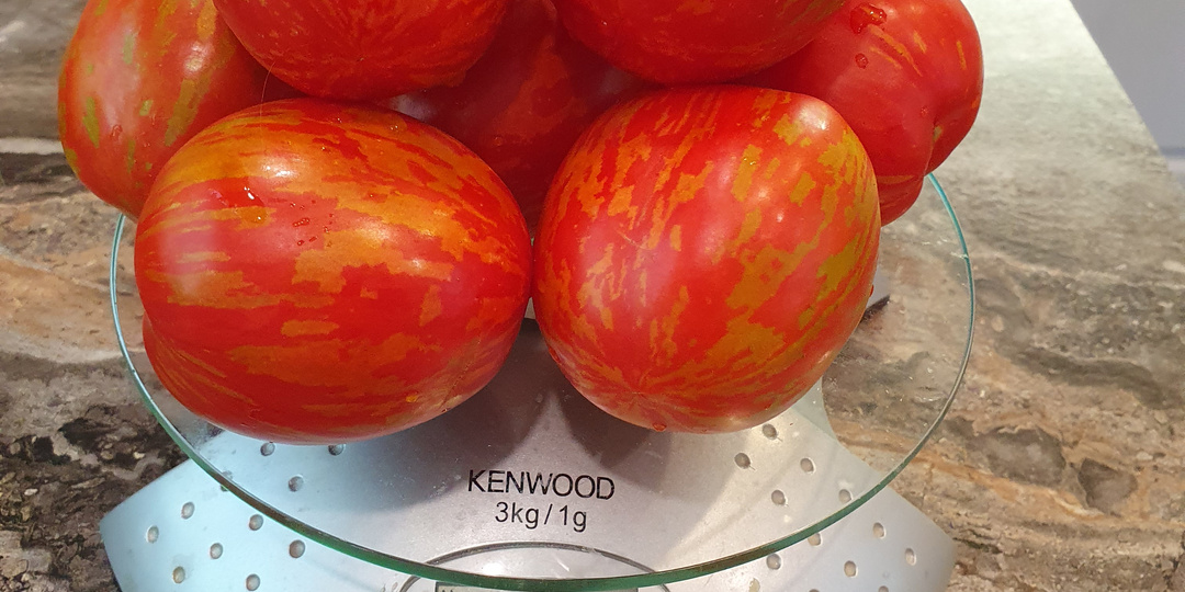 КАТАЛОГ ИНДЕТЕРМИНАНТНЫХ ТОМАТОВ 2025. ЧАСТЬ 2. Н-Я.