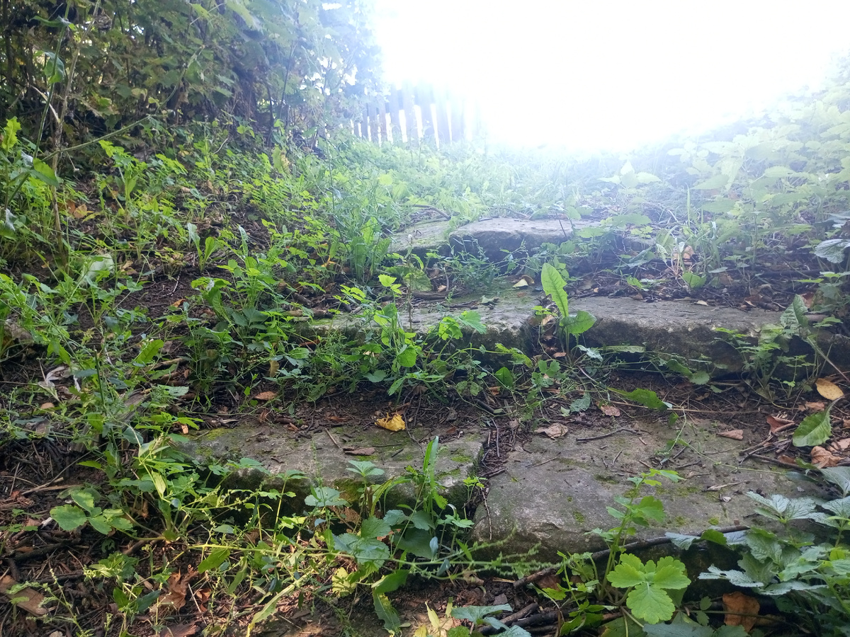 Дорога к свету. Фото в старом парке с.Савали Малмыжского района.