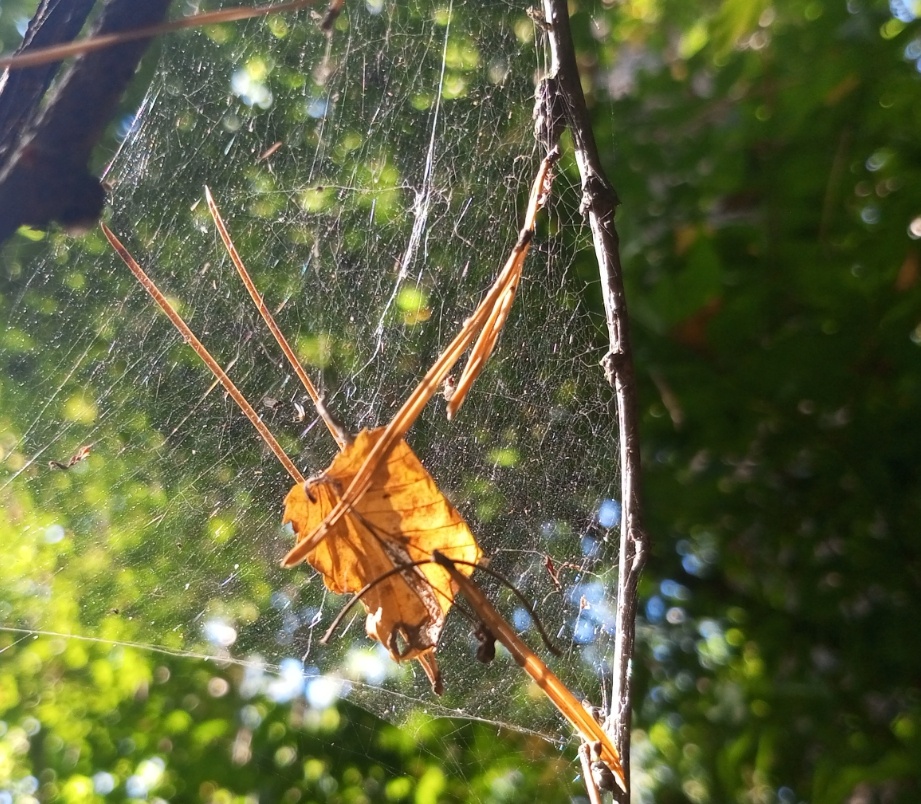 И тлена плен... Фото автора.