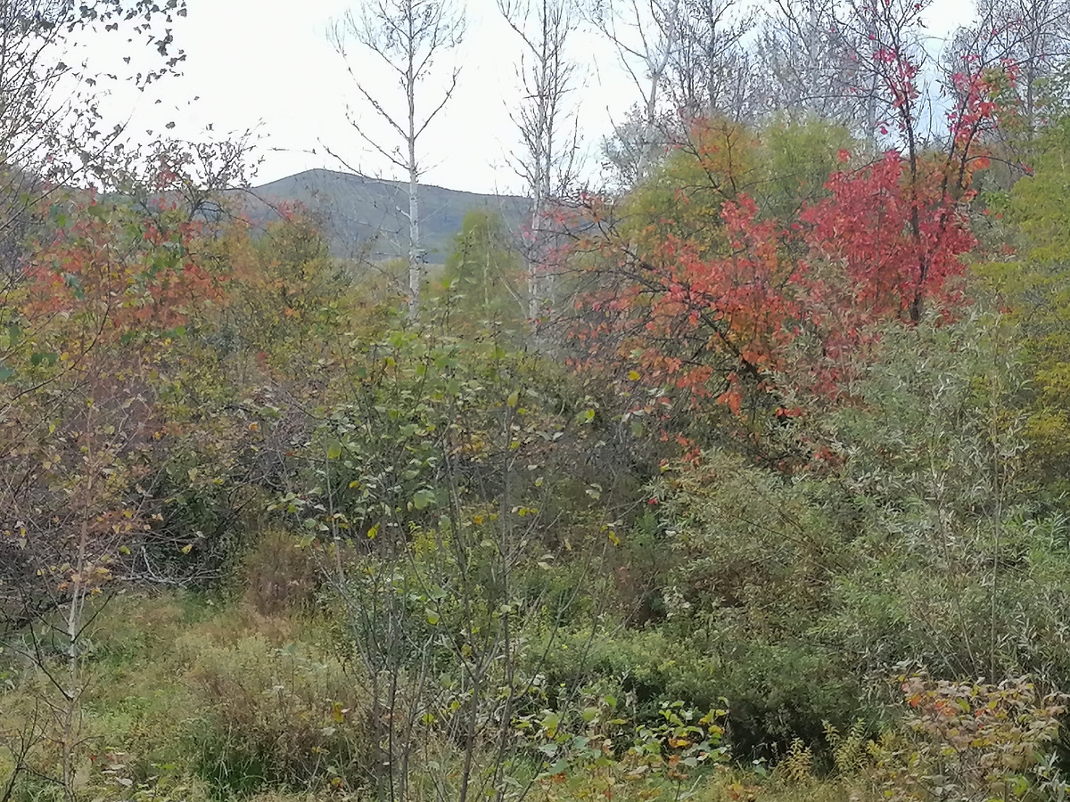 Разноцветная осень.