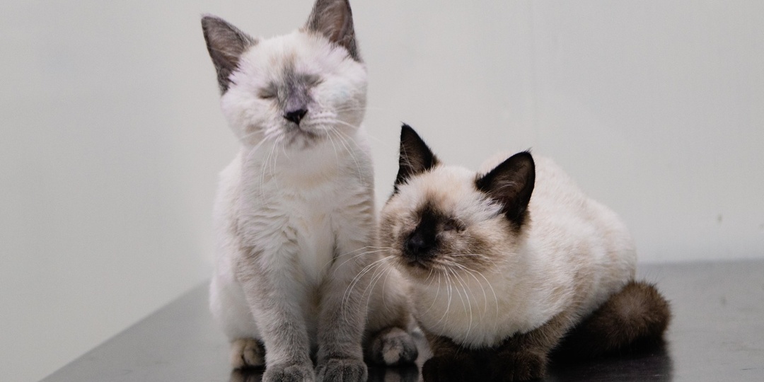 Страшная трагедия маленьких котят…