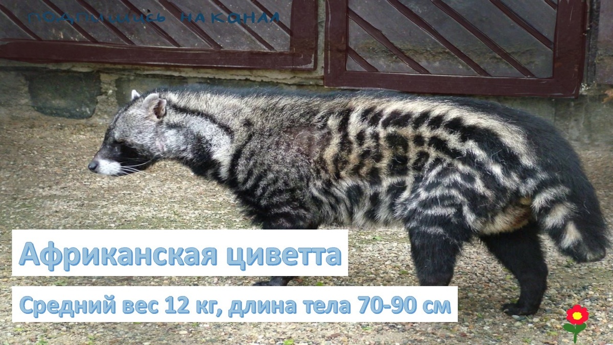 Визуальный гибрид кошки и енота - это Африканская циветта