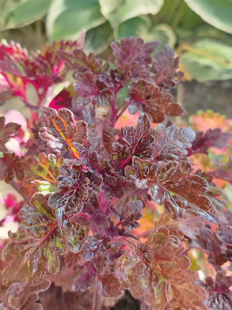 Колеус  BY - Хрустальные туфельки