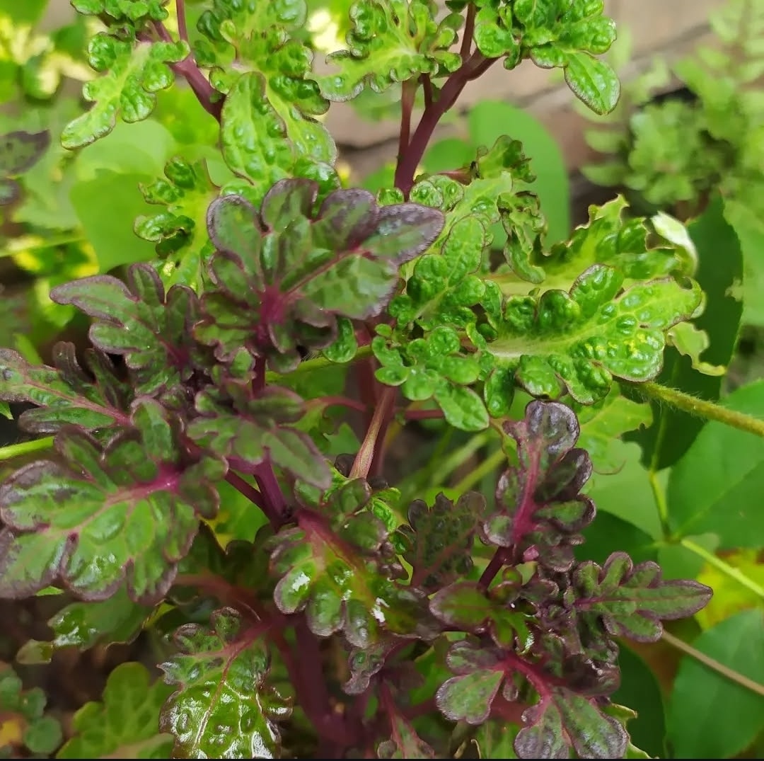 На переднем плане колеус BY - Хрустальные туфельки в полутени