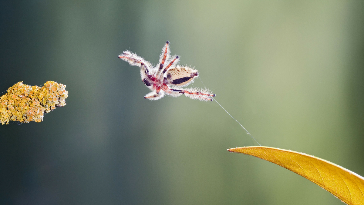     Фото: Brian Bevan / ardea.com/EAST NEWS Свое название пауки получили благодаря уникальной способности передвигаться прыжками, которые превышают длину их тела примерно в шесть раз