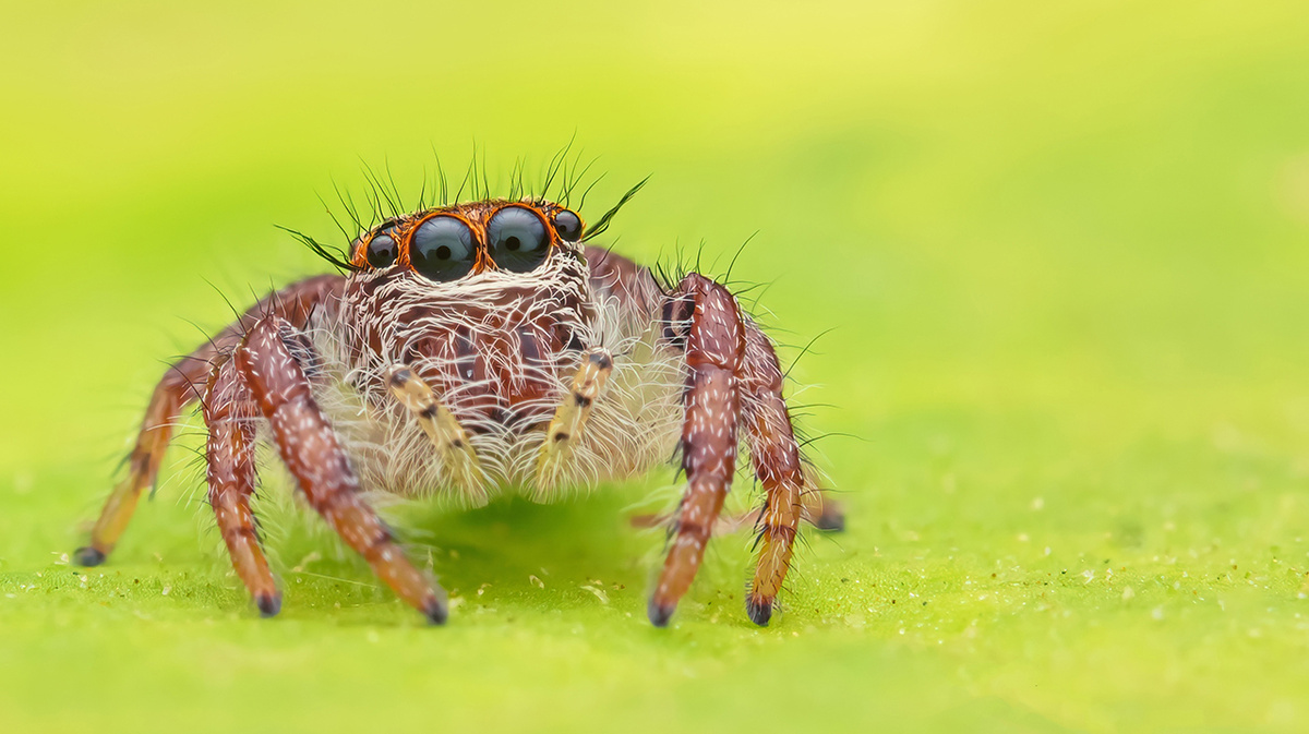     Фото: fendercapture/Shutterstock/FOTODOM Отличительная особенность пауков-скакунов — превосходное зрение