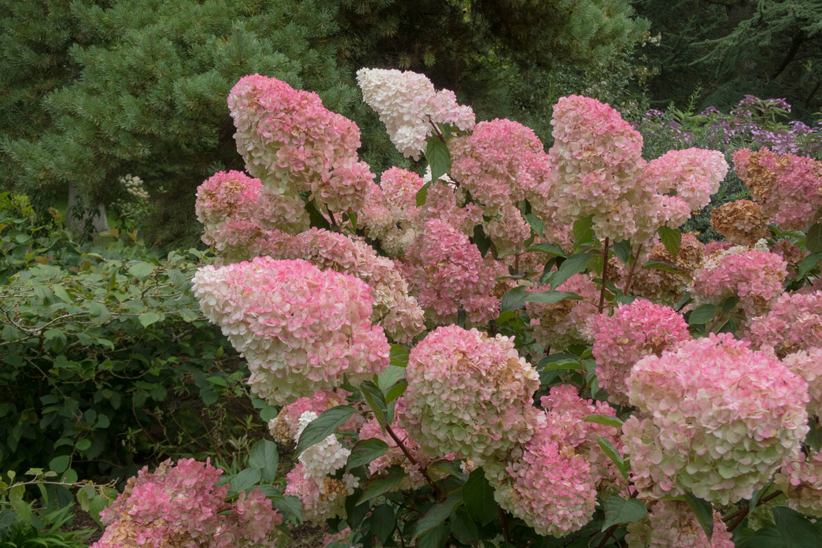    Гортензия метельчатая украшает наши сады с середины лета до осени