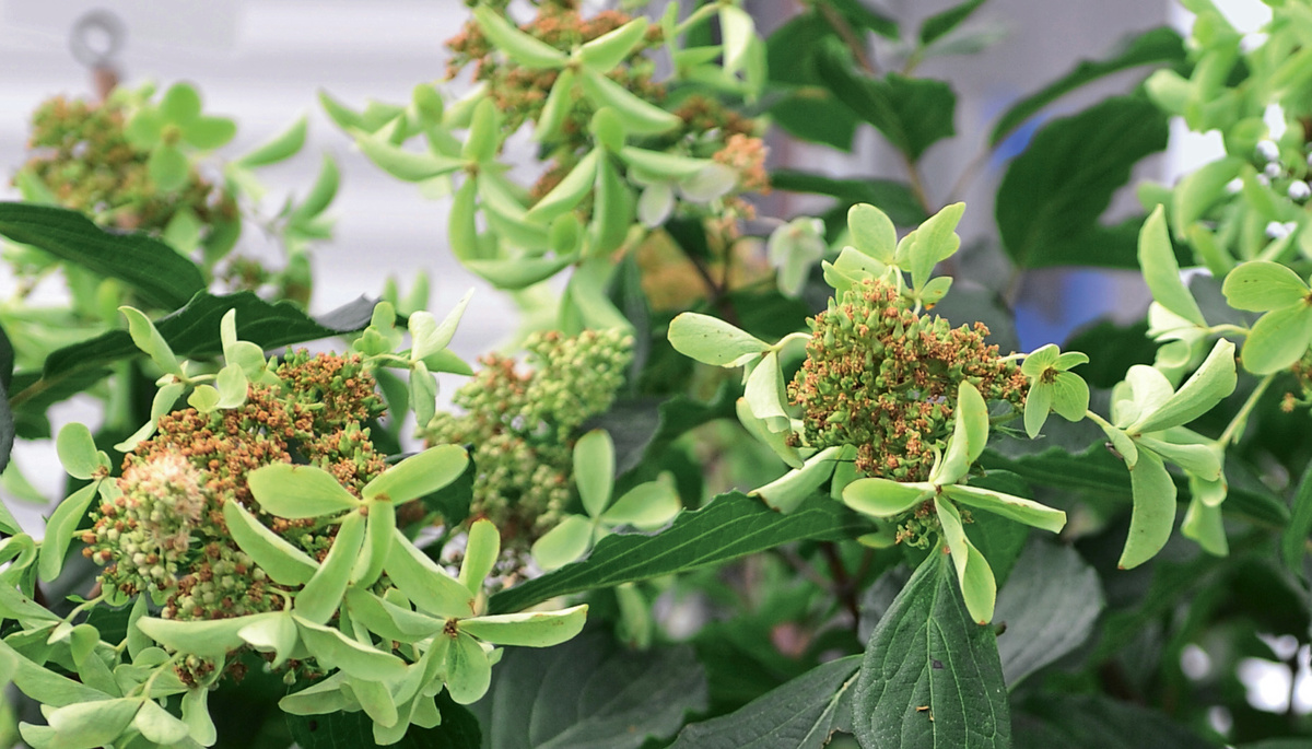    Гортензия ‘Great Star’