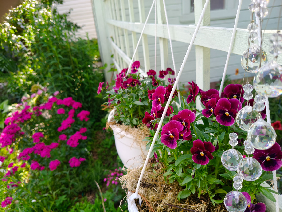 Один из сортов Микса Кул Вейв, к сожалению так и не ставший ампельным. 