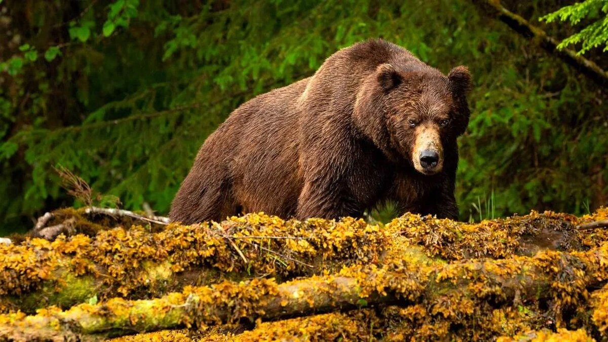 Бурый медведь