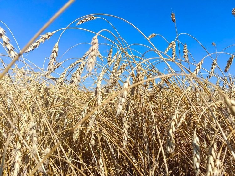    Фото: Федеральный центр охраны здоровья животных