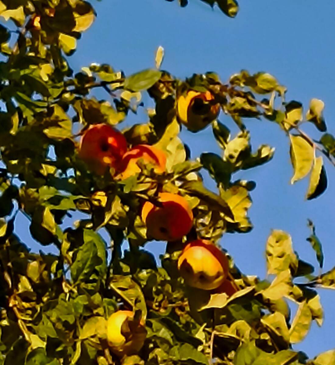 Яблок не много, но они симпатиШные)) 