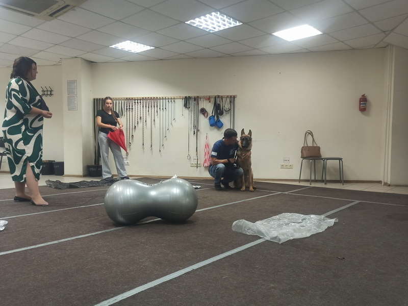 Немецкая овчарка Блэки. Индивидуальное занятие по дрессировке (послушание). Тольятти, 27 августа 2025.