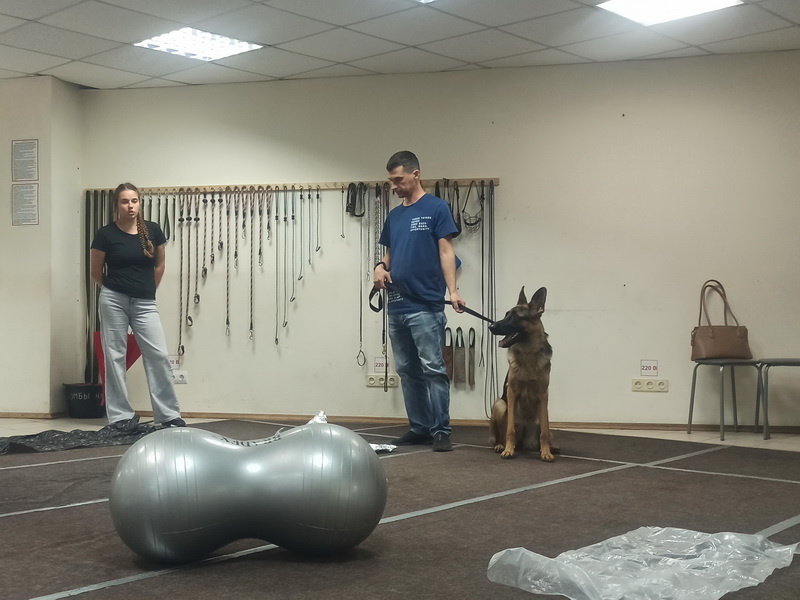 Немецкая овчарка Блэки. Индивидуальное занятие по дрессировке (послушание). Тольятти, 27 августа 2025.