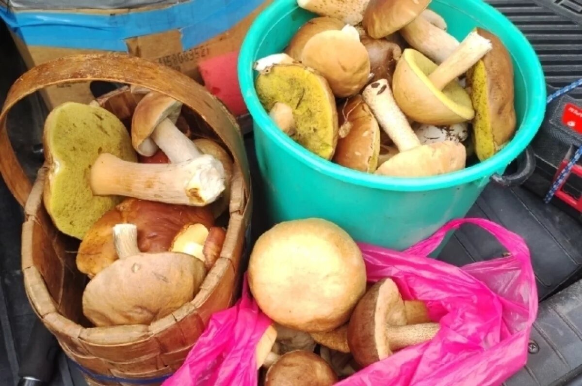    Сезон «тихой охоты».