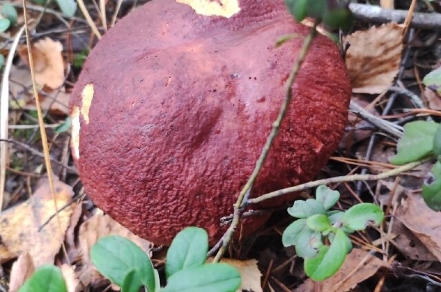    Владимирская область славится своими лесами. Фото: АиФ-Владимир