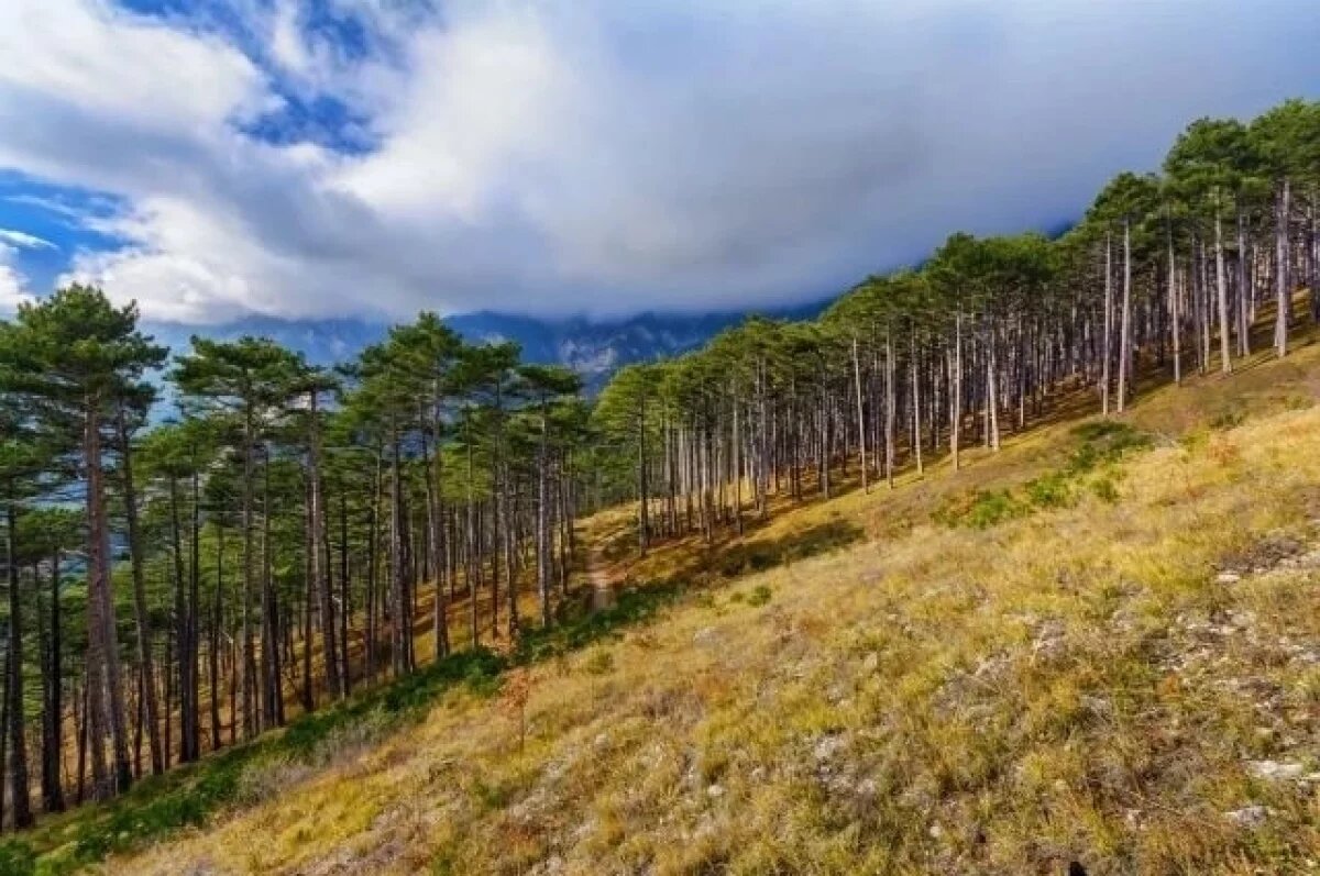    В Ялтинском заповеднике сняты ограничения на посещение лесов