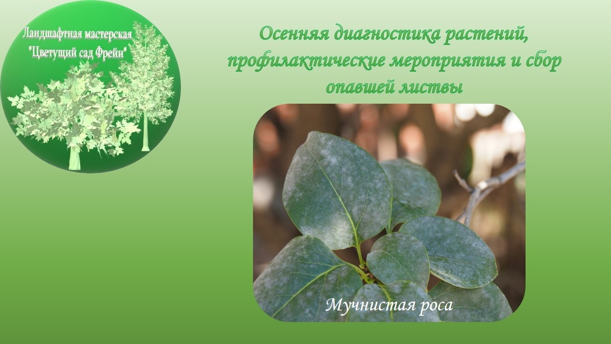 Фото автора с использованием изображения по Лицензии CC0.