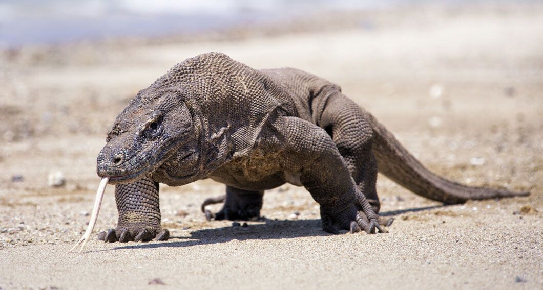 Комодский варан
