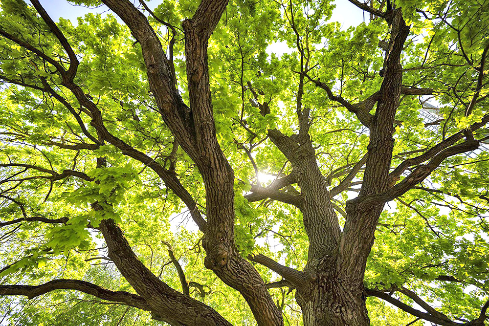    © Пресс-служба Мэра и Правительства Москвы 