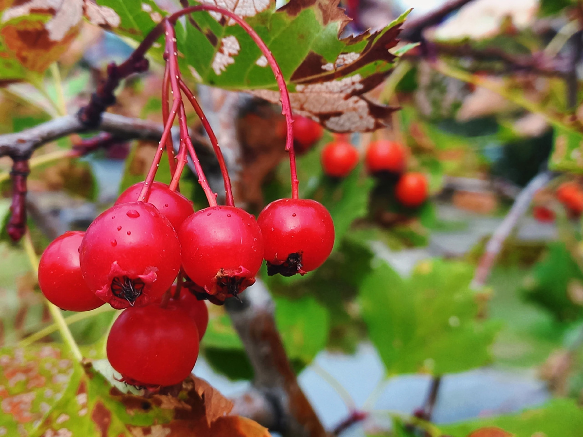 Рябина украсилась багряными гроздями ягод.