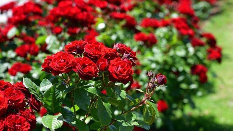 Фото использовано в качестве иллюстрации. Источник Яндекс-картинки