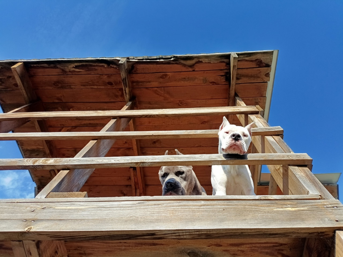 Фирин и Джей