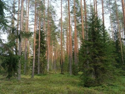    Фото: ГТРК Карелия