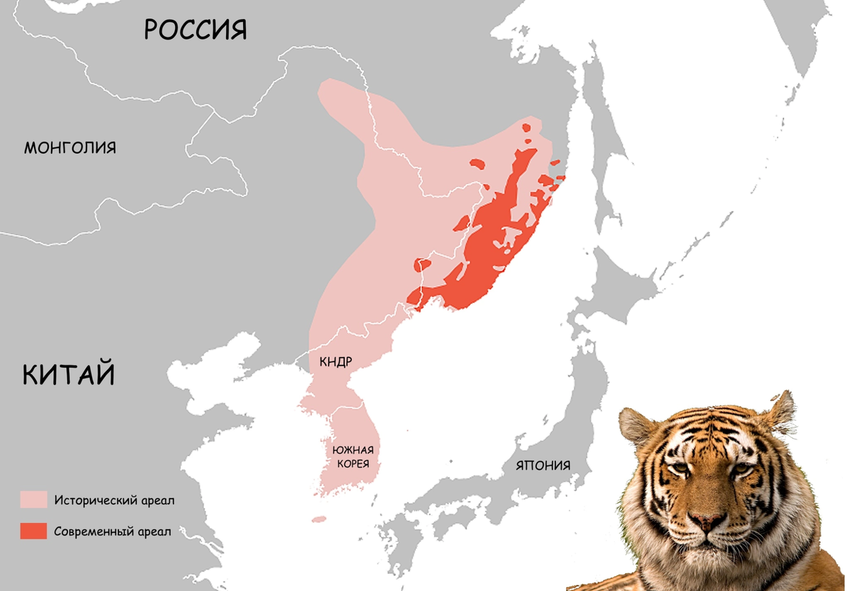 Ареал обитания Амурского тигра