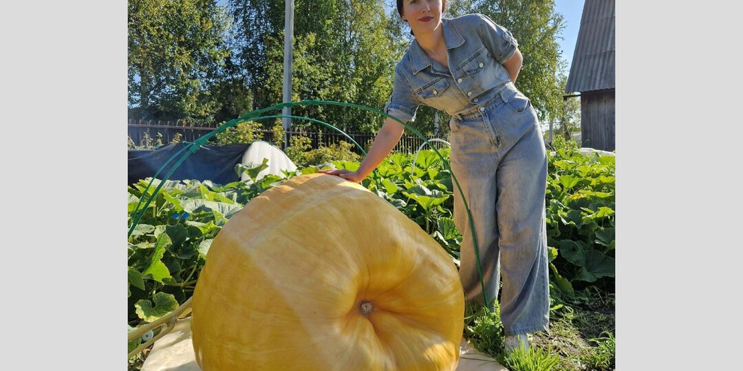 Архангелогородка выращивает гигантскую тыкву